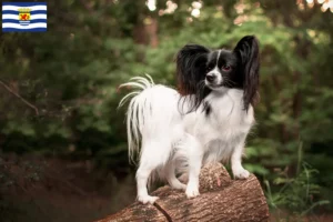 Read more about the article Continental Dwarf Spaniel breeder and puppies in Zeeland