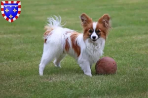 Read more about the article Continental Miniature Spaniel breeder and puppies in Centre-Val de Loire