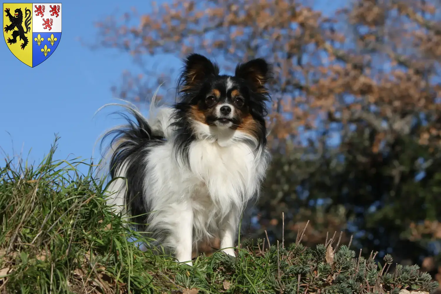 Read more about the article Continental Miniature Spaniel breeder and puppies in Hauts-de-France