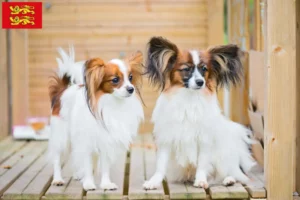 Read more about the article Continental Dwarf Spaniel breeder and puppies in Normandy