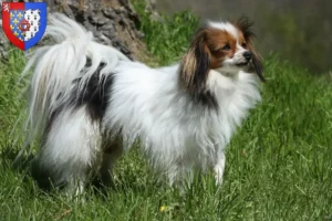 Read more about the article Continental Dwarf Spaniel breeder and puppies in Pays de la Loire