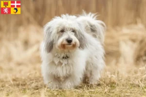 Read more about the article Coton de Tuléar breeders and puppies in Auvergne-Rhône-Alpes