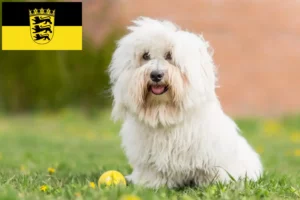 Read more about the article Coton de Tuléar breeders and puppies in Baden-Württemberg