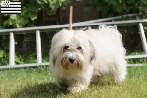 Read more about the article Coton de Tuléar breeders and puppies in Brittany