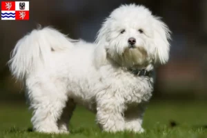 Read more about the article Coton de Tuléar breeders and puppies in Central Bohemia