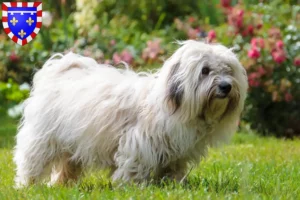 Read more about the article Coton de Tuléar breeders and puppies in Centre-Val de Loire