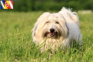 Read more about the article Coton de Tuléar breeders and puppies in Grand Est