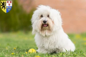 Read more about the article Coton de Tuléar breeders and puppies in Hauts-de-France