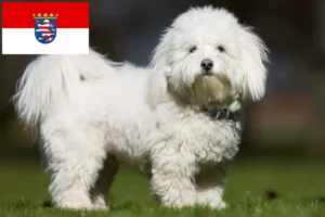 Read more about the article Coton de Tuléar breeders and puppies in Hessen