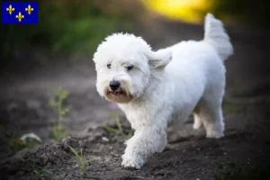 Read more about the article Coton de Tuléar breeders and puppies in Île-de-France