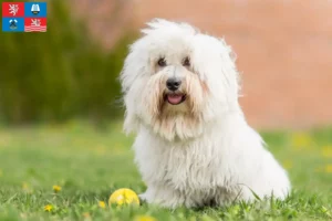 Read more about the article Coton de Tuléar breeders and puppies in Karlovy Vary