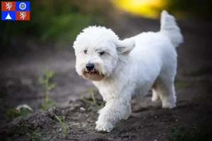 Read more about the article Coton de Tuléar breeders and puppies in Liberec