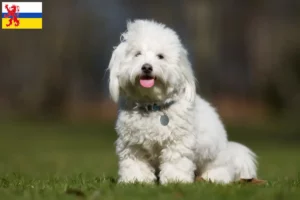 Read more about the article Coton de Tuléar breeders and puppies in Limburg