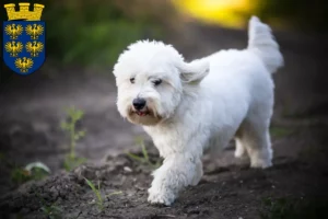 Read more about the article Coton de Tuléar breeders and puppies in Lower Austria