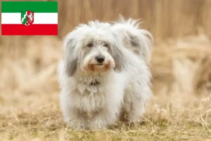 Read more about the article Coton de Tuléar breeders and puppies in North Rhine-Westphalia