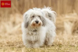 Read more about the article Coton de Tuléar breeders and puppies in Occitania