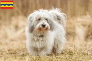 Read more about the article Coton de Tuléar breeders and puppies in Overijssel