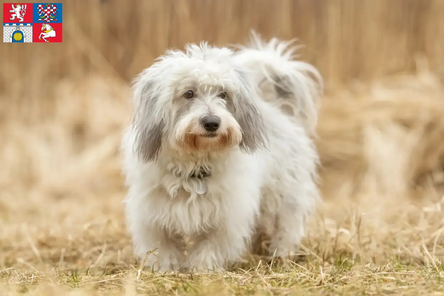 Read more about the article Coton de Tuléar breeders and puppies in Pardubice