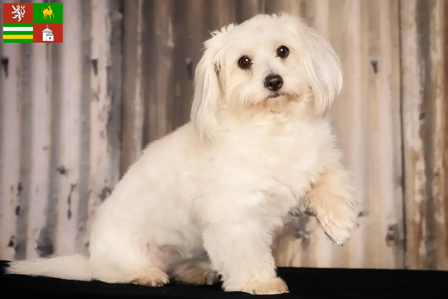 Read more about the article Coton de Tuléar breeders and puppies in Pilsen