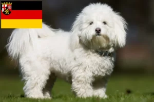 Read more about the article Coton de Tuléar breeders and puppies in Rhineland-Palatinate