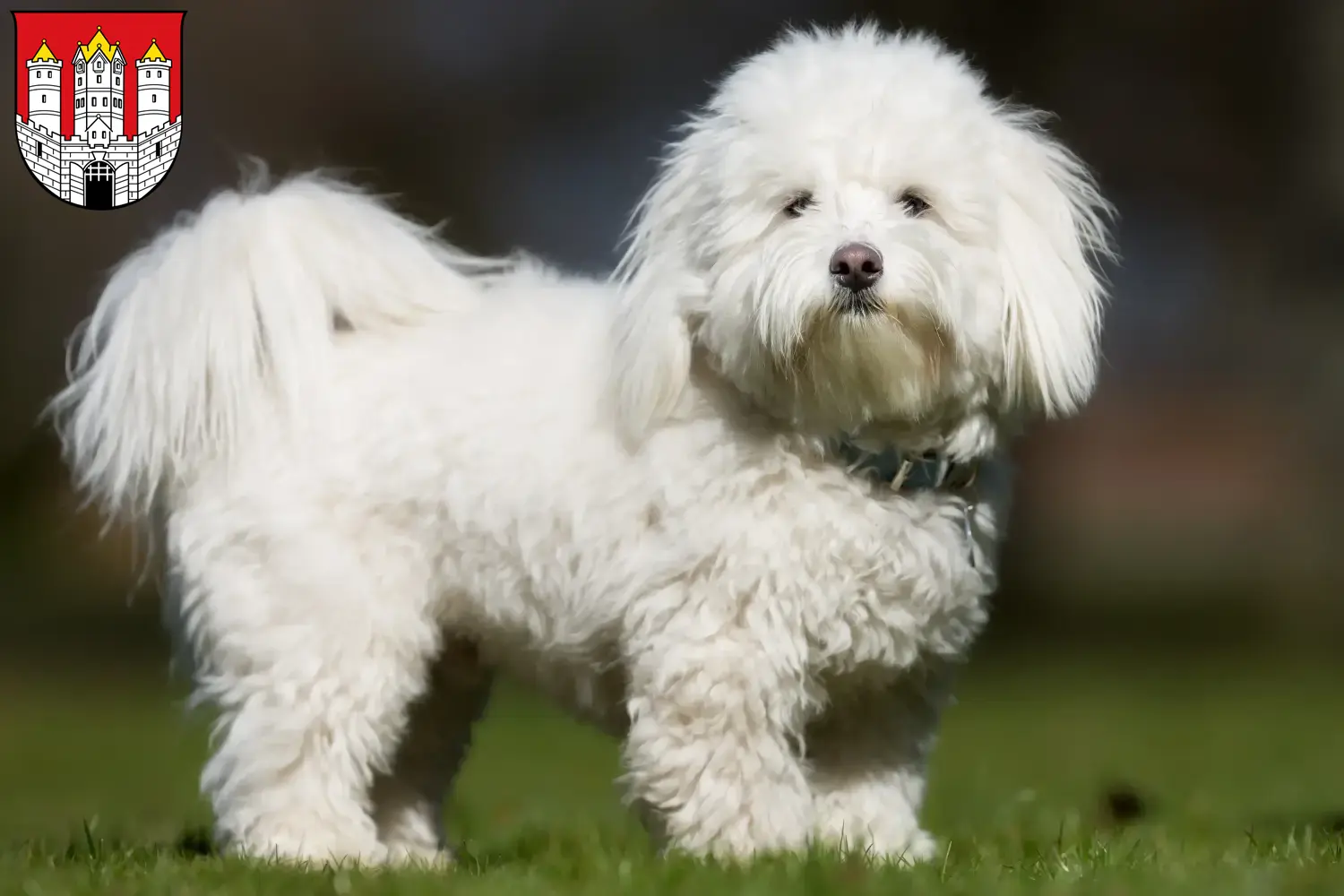 Read more about the article Coton de Tuléar breeders and puppies in Salzburg