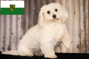 Read more about the article Coton de Tuléar breeders and puppies in Saxony