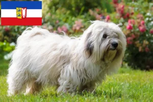 Read more about the article Coton de Tuléar breeders and puppies in Schleswig-Holstein