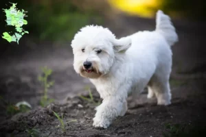 Read more about the article Coton de Tuléar breeders and puppies in Sjælland