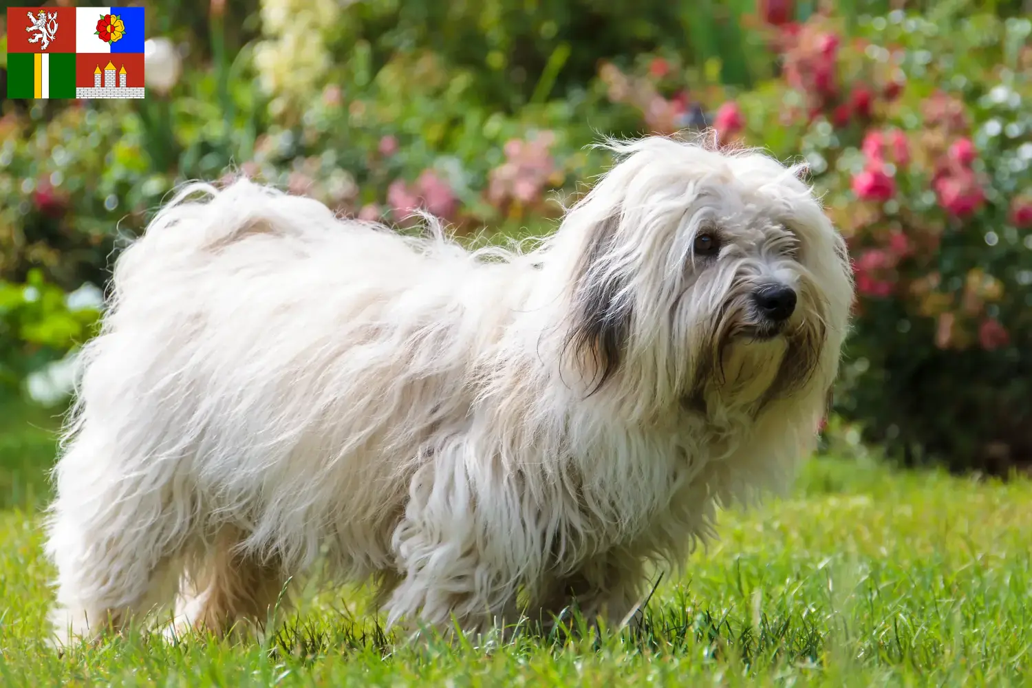 Read more about the article Coton de Tuléar breeders and puppies in South Bohemia