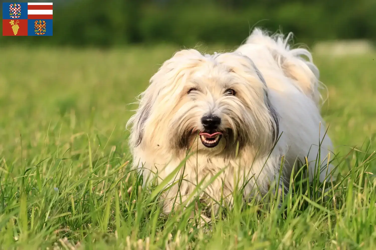 Read more about the article Coton de Tuléar breeders and puppies in South Moravia