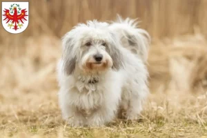 Read more about the article Coton de Tuléar breeders and puppies in Tirol