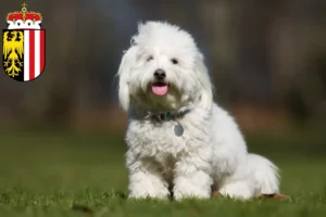 Read more about the article Coton de Tuléar breeders and puppies in Upper Austria