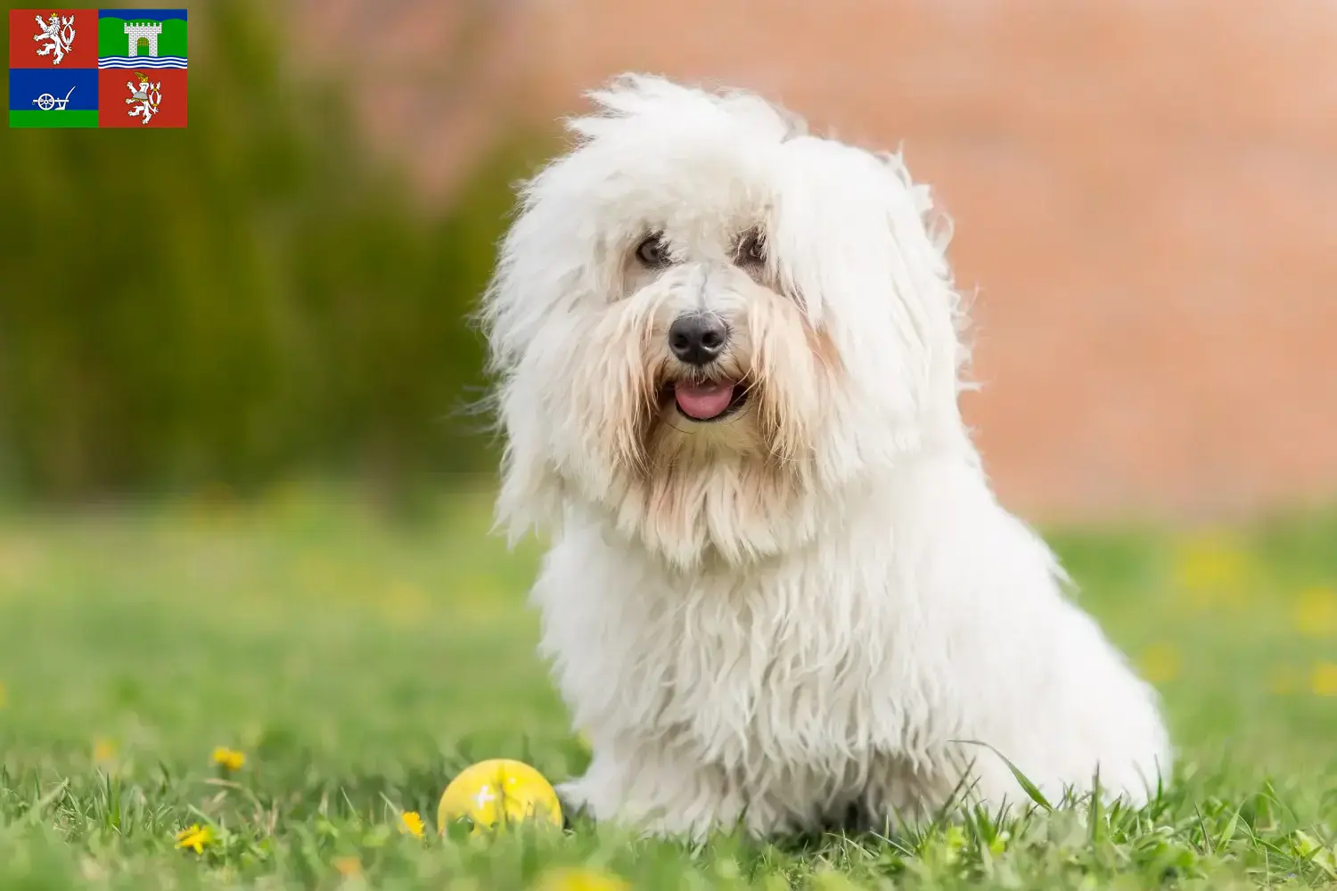 Read more about the article Coton de Tuléar breeders and puppies in Ústí
