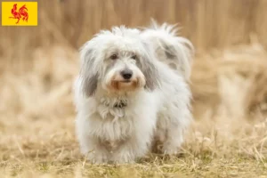 Read more about the article Coton de Tuléar breeders and puppies in Walloon Region