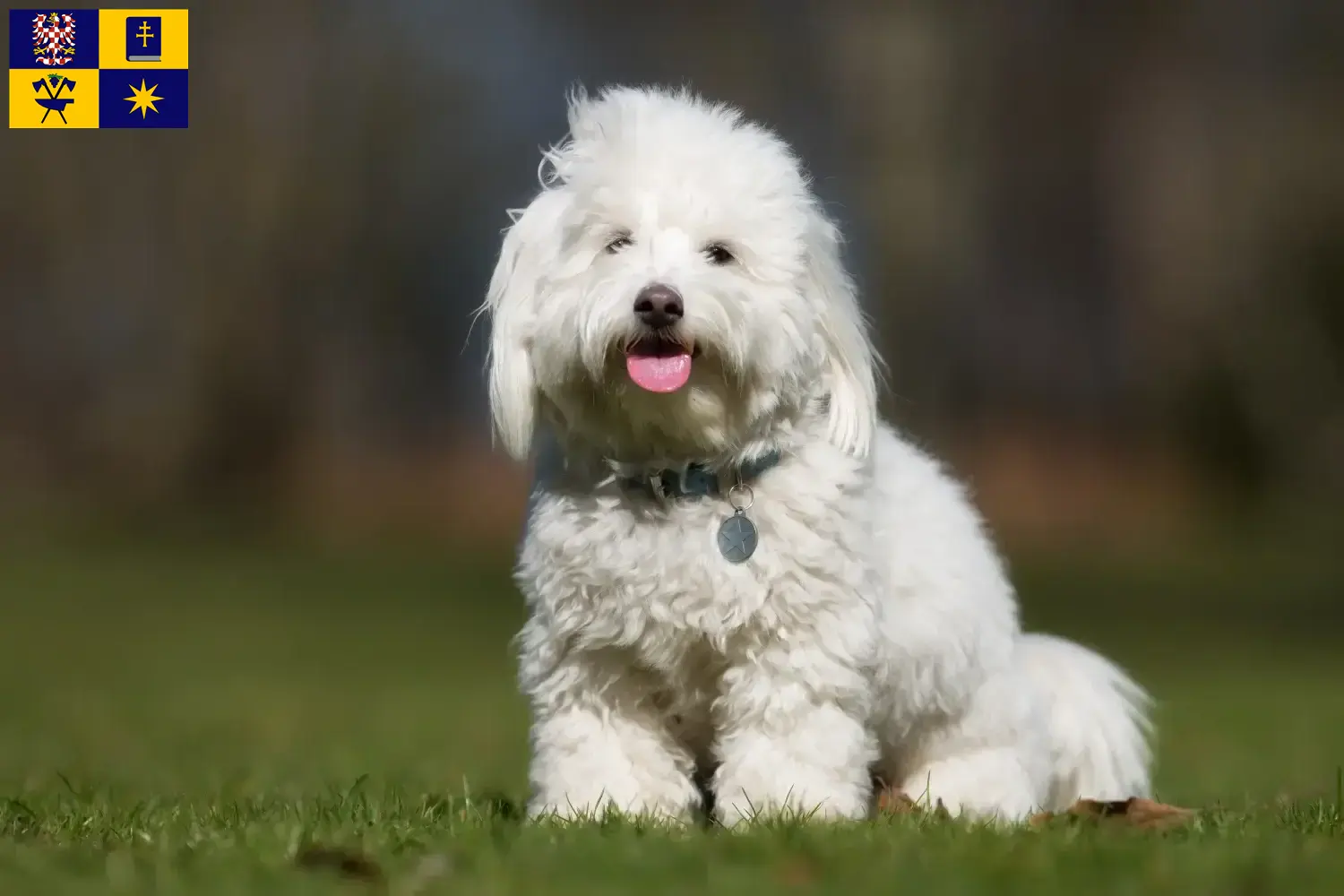 Read more about the article Coton de Tuléar breeders and puppies in Zlín