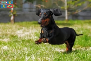 Read more about the article Dachshund breeders and puppies in Bourgogne-Franche-Comté
