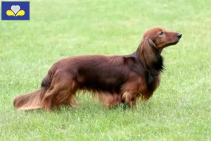 Read more about the article Dachshund breeders and puppies in the Brussels-Capital Region