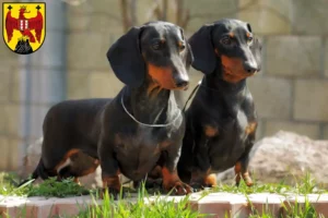 Read more about the article Dachshund breeders and puppies in Burgenland