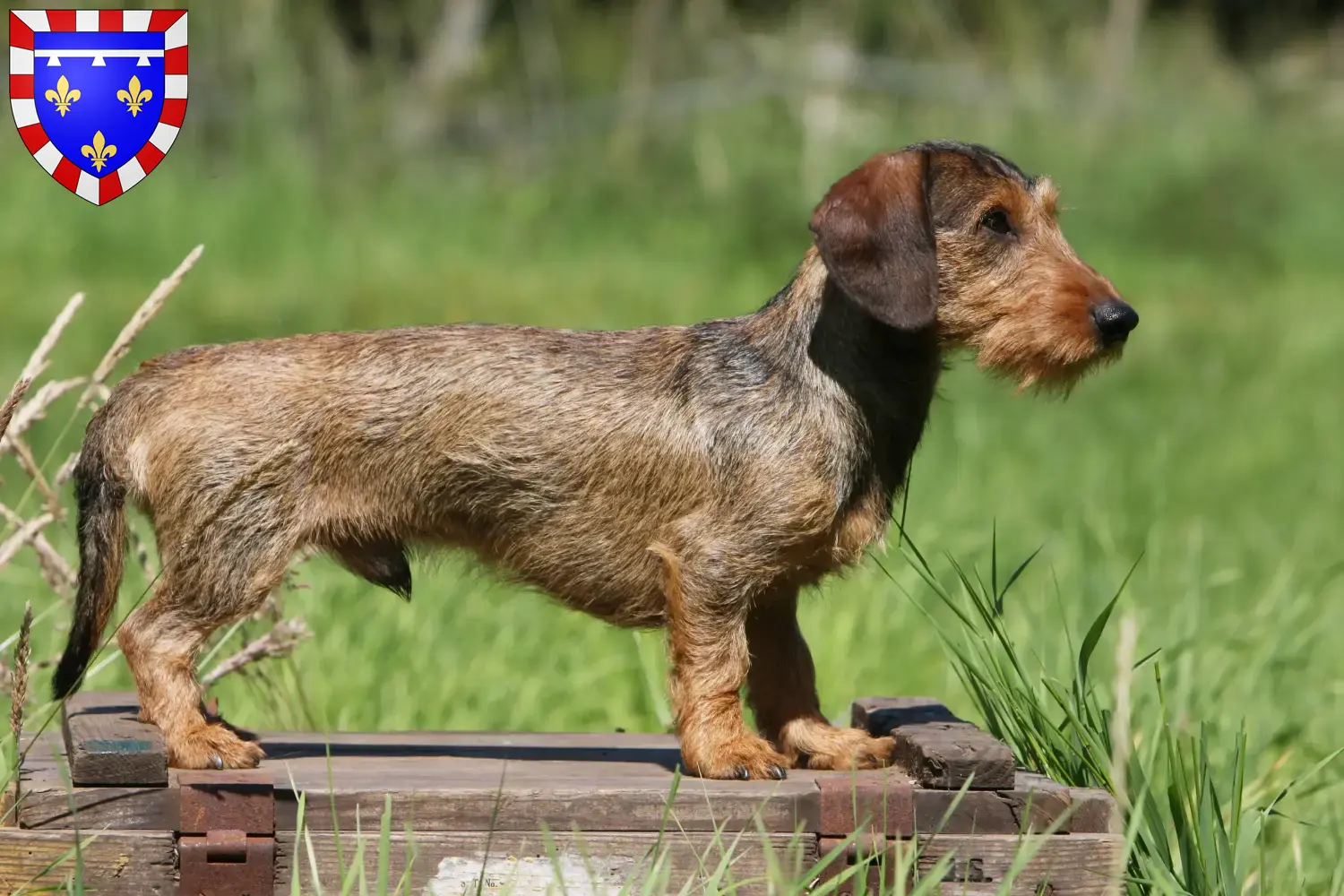 Read more about the article Dachshund breeders and puppies in Centre-Val de Loire