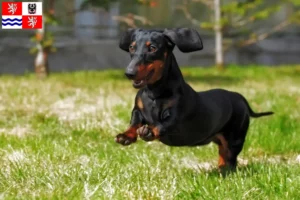 Read more about the article Dachshund breeders and puppies in Central Bohemia