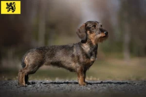 Read more about the article Dachshund breeders and puppies in Flanders