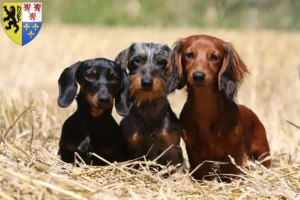 Read more about the article Dachshund breeders and puppies in Hauts-de-France