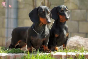 Read more about the article Dachshund breeders and puppies in Hovedstaden