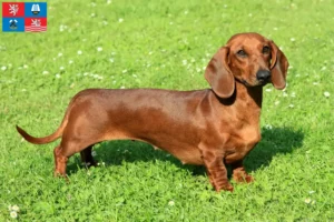 Read more about the article Dachshund breeders and puppies in Karlsbad