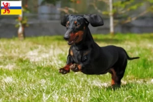 Read more about the article Dachshund breeders and puppies in Limburg