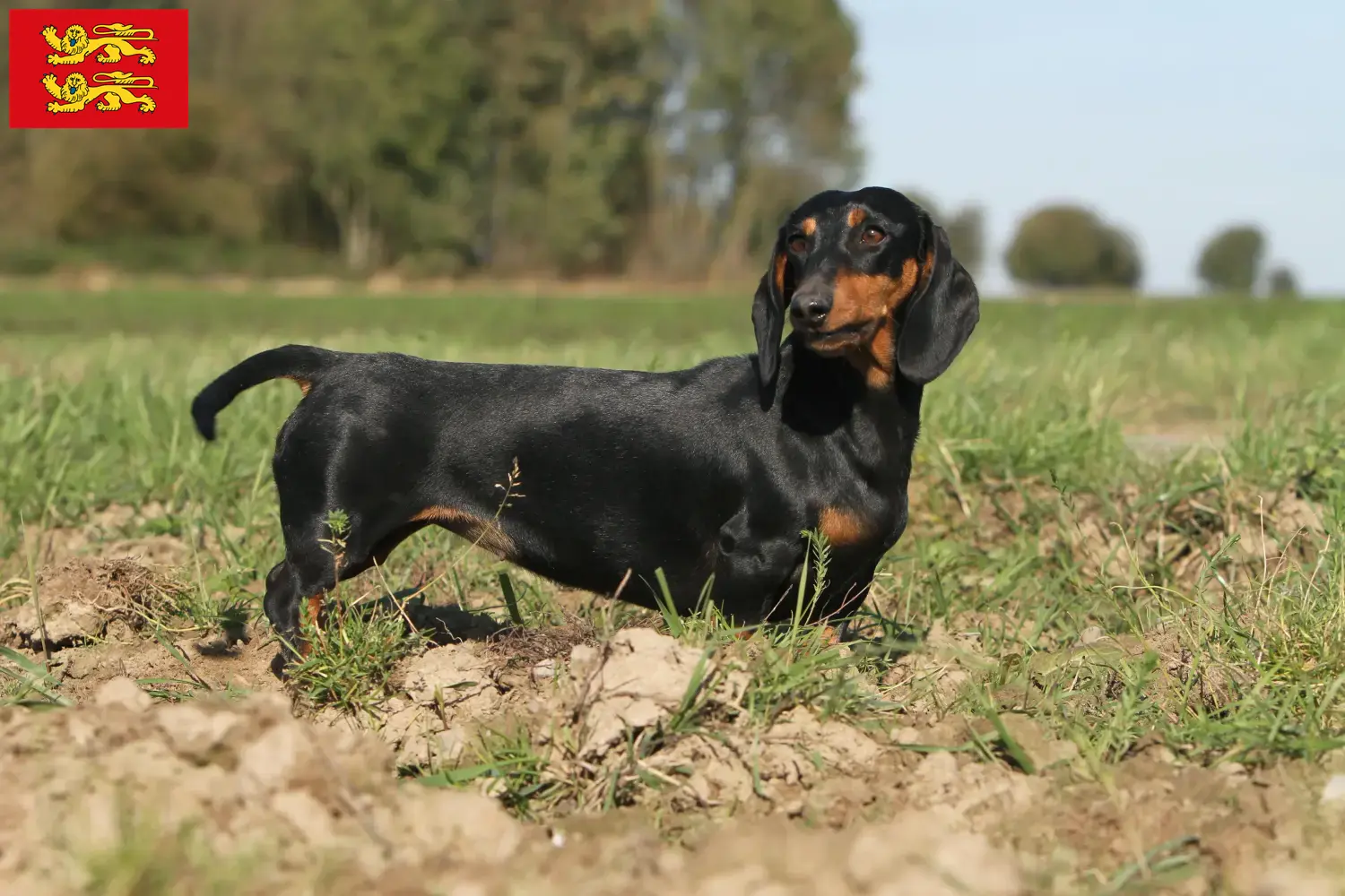 Read more about the article Dachshund breeders and puppies in Normandy