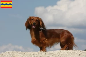 Read more about the article Dachshund breeders and puppies in Overijssel