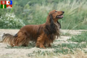 Read more about the article Dachshund breeders and puppies in South Bohemia