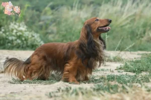 Read more about the article Dachshund breeders and puppies in Syddanmark