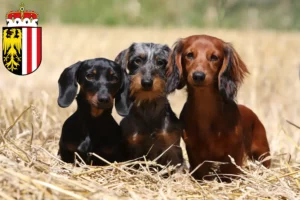 Read more about the article Dachshund breeders and puppies in Upper Austria